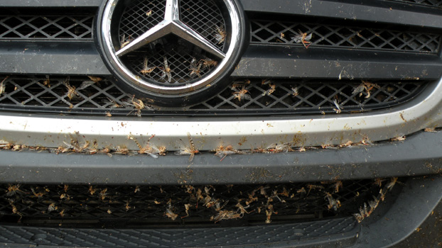 Tote Heuschrecken am Grill.