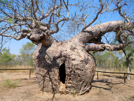 Der Prison Baobab in Derby.
