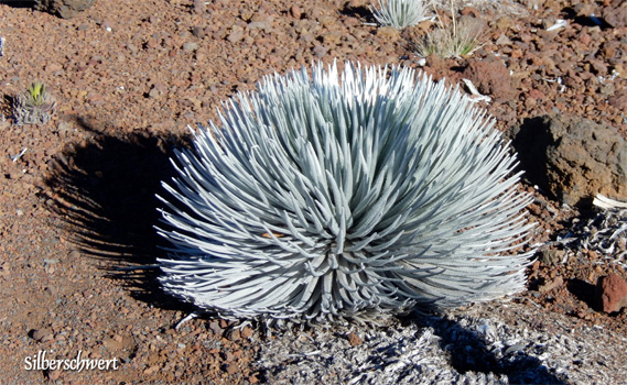 Das Silberschwert kommt nur auf Maui vor.