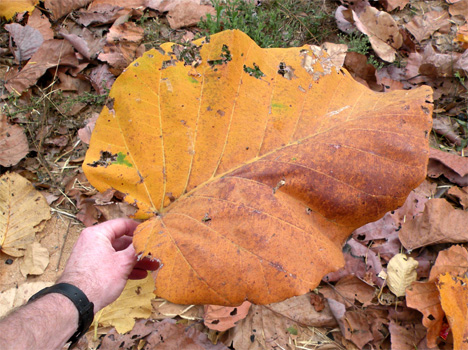 Über 40 cm große Blätter.