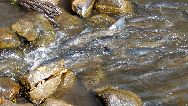 Lebensgefährliche Fischmigration