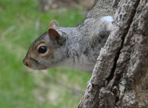 Ist es A-Hörnchen oder B-Hörnchen?