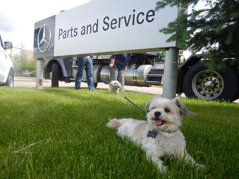 Endlich bei Mercedes!