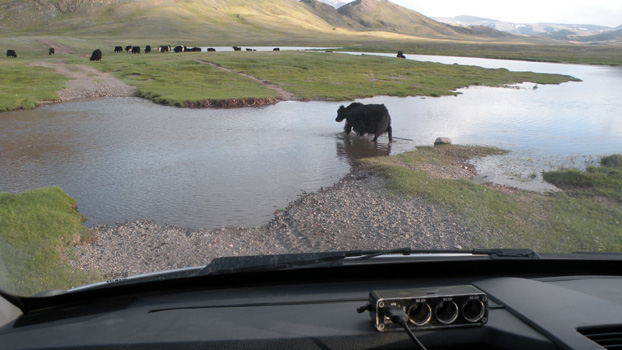 Wenn das Yak durchkann, können wir's auch!