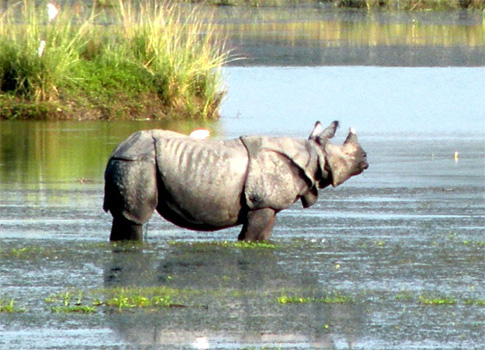 Panzernashorn im Pobitora-Nationalpark