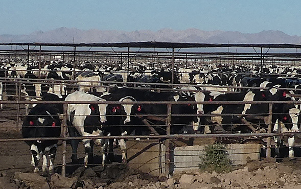 Freiluftställe mit tausenden Rindern.