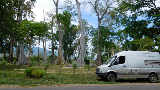 Baumriesen in Indonesien.